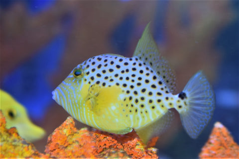 Golden Heart Trigger