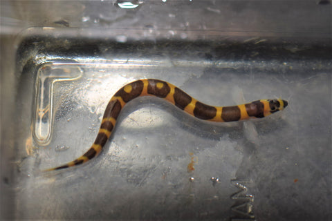 Striped Kuhli Loach