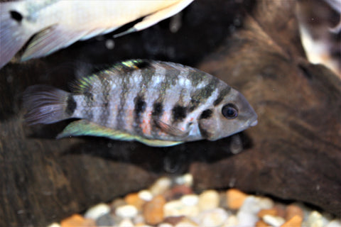 Convict Cichlid