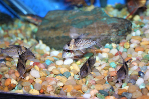 Cory melanistus