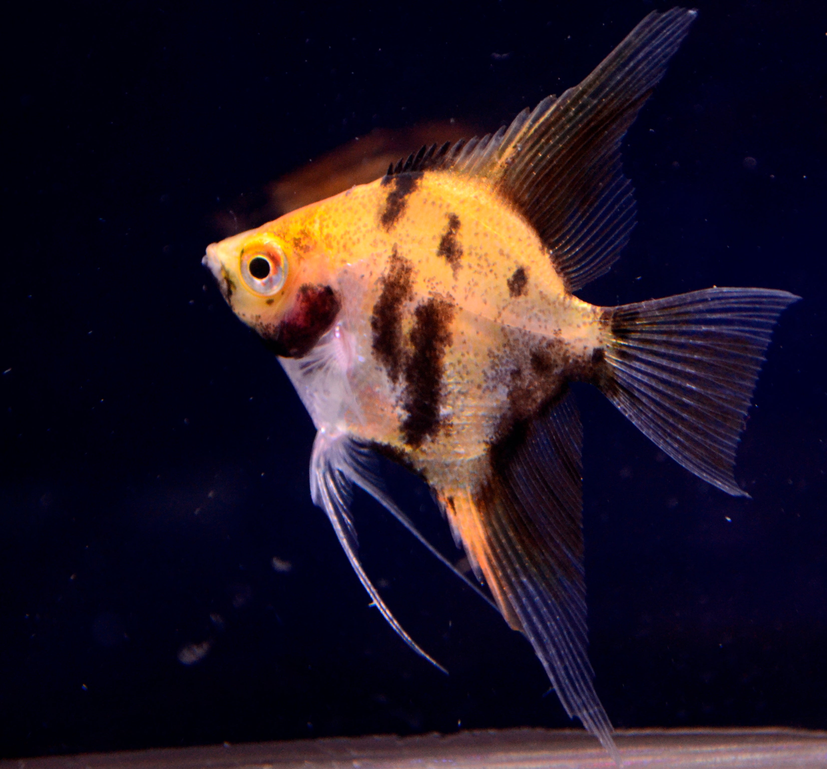 Koi Angel