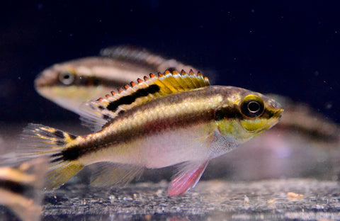 Kribensis Cichlid