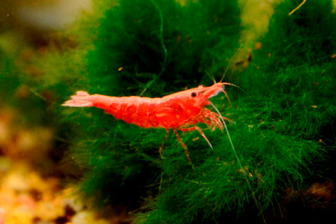 Red Cherry Shrimp