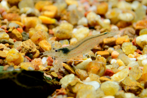 Japonica Shrimp - Takashi Amano