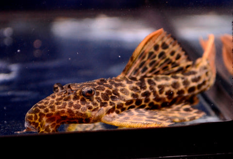 Flametail Gibbiceps Pleco (L-114)