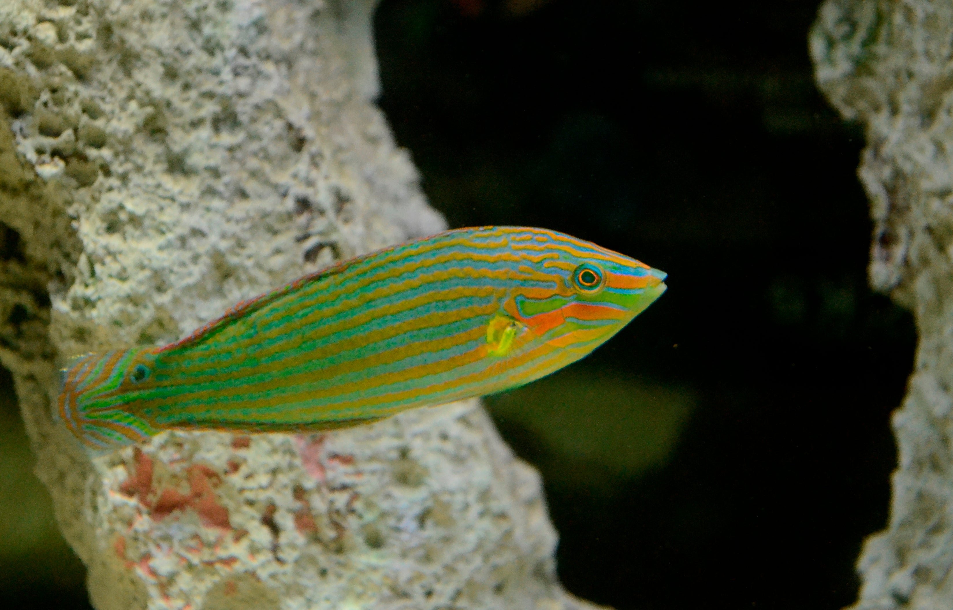 Melanurus Wrasse