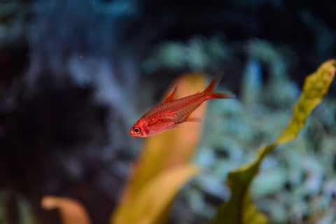 Amanda (Ember) Tetra
