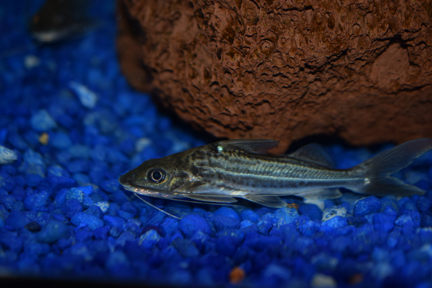 Pictus Catfish Types Of Freshwater Aquarium Catfish Type Of