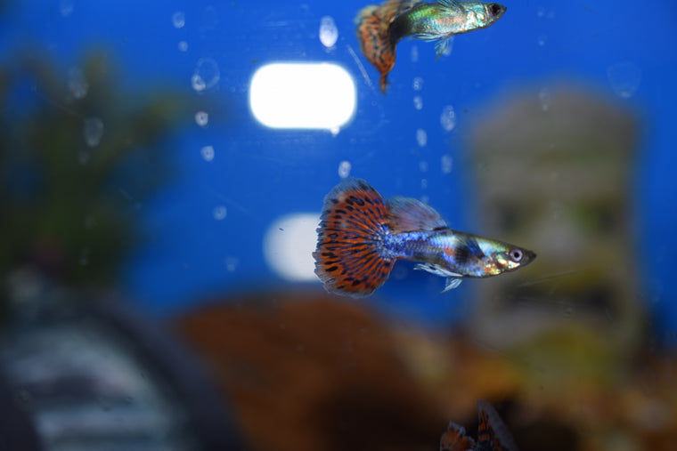 Male Dumbo Guppies