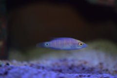Mystery Wrasse