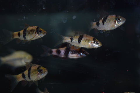 Melon Barb