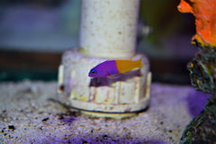 Bicolor Pseudochromis