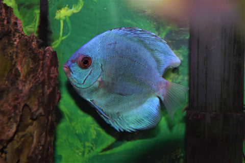 Blue Cobalt Discus