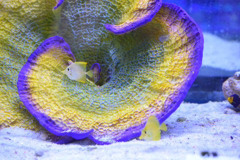 Yellow Tang (Aquacultured)