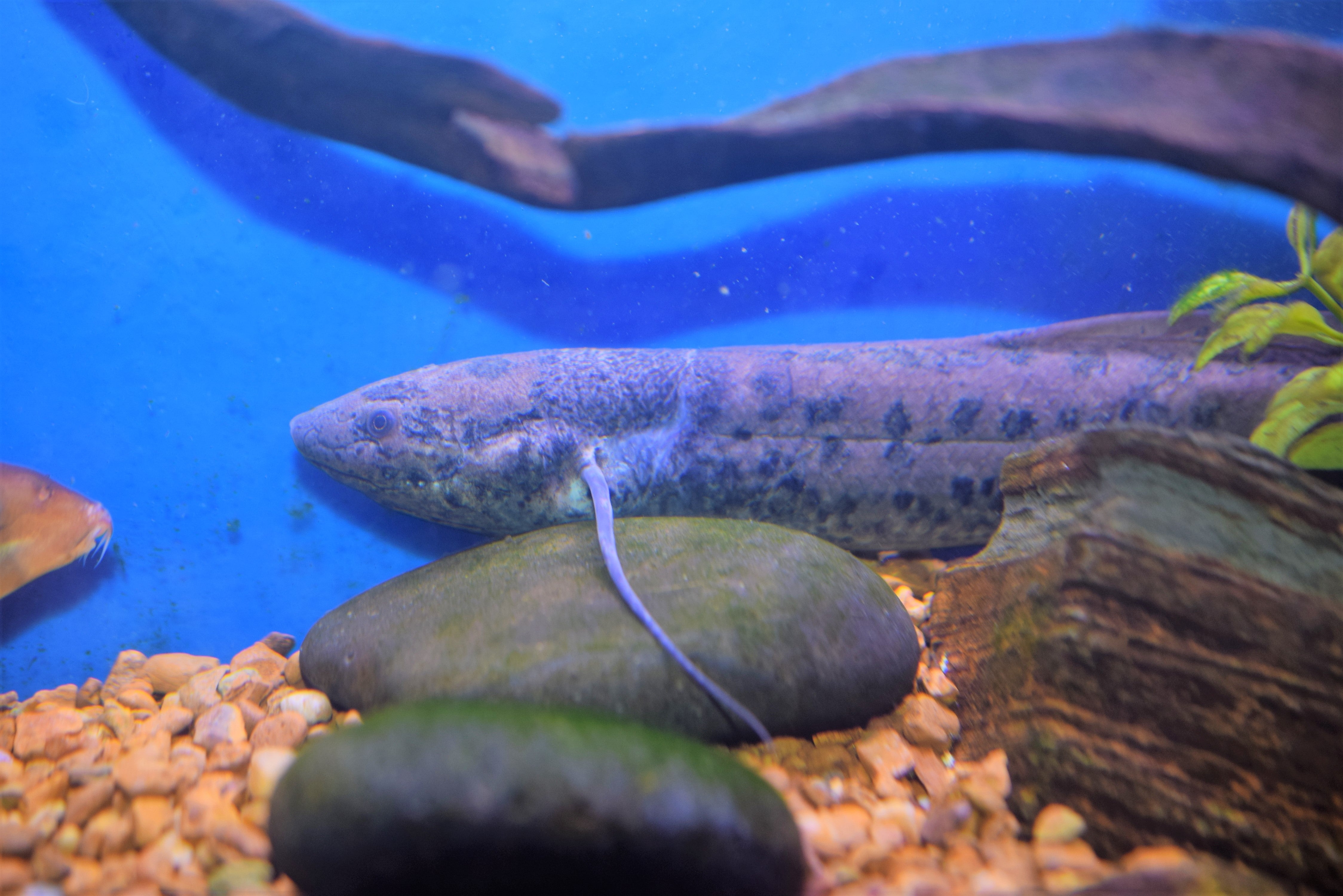 African Lungfish african-lungfish