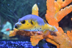 Yellow Belly Dogface Puffer
