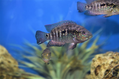 Jack Dempsey