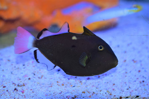 Pinktail Trigger
