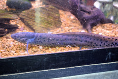 African Lungfish