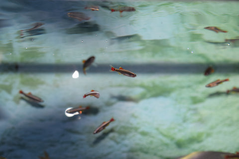White Cloud Minnow