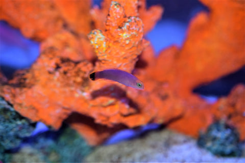 Elongatus pseudo