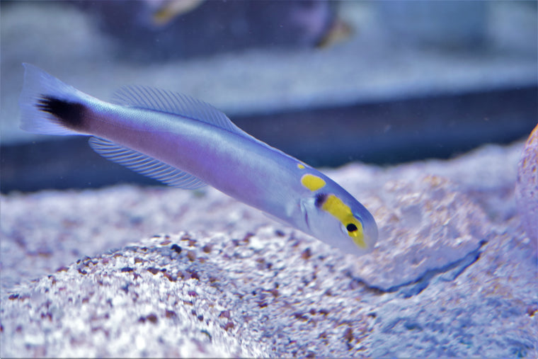 Yellow Head Tilefish