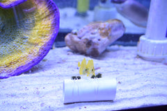 Yellow Tang (Aquacultured)