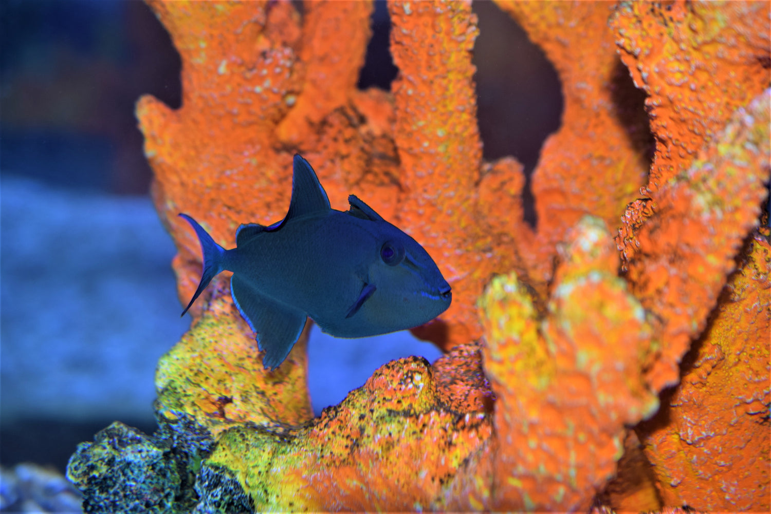Reef Safe Trigger Fish