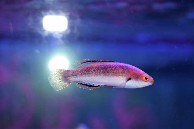 Belted Fairy Wrasse
