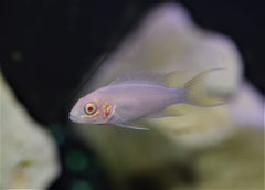 Neolamprologus brichardi "Albino"