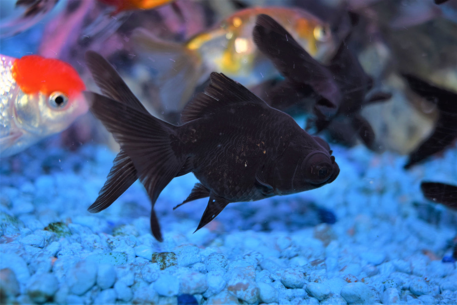 black moor goldfish in tank