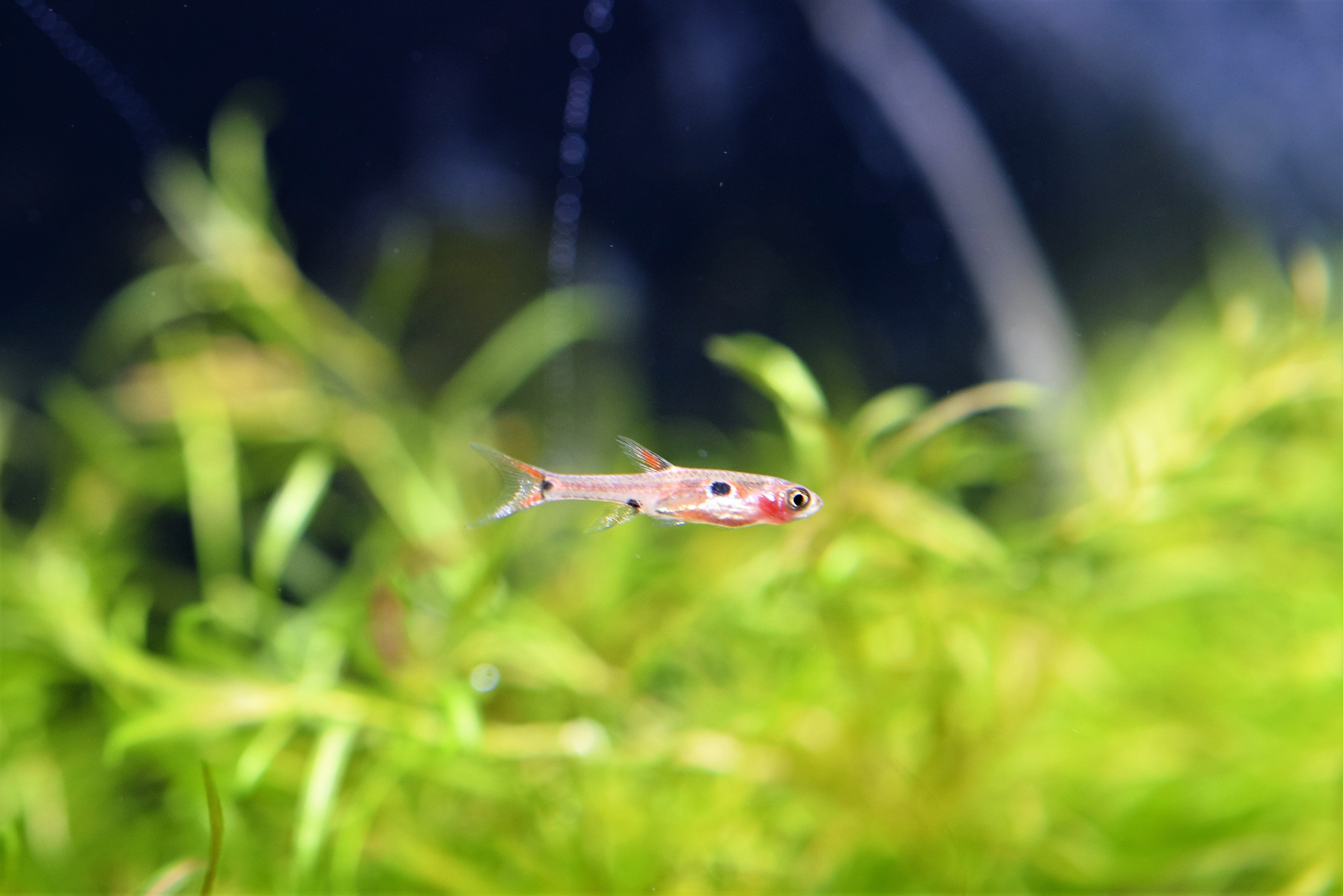 Boraras maculatus 