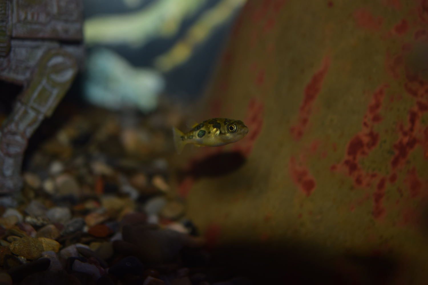 Insect Puffer Dwarf Puffer