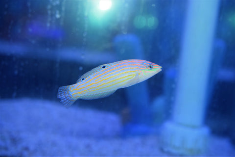 Adorned Wrasse