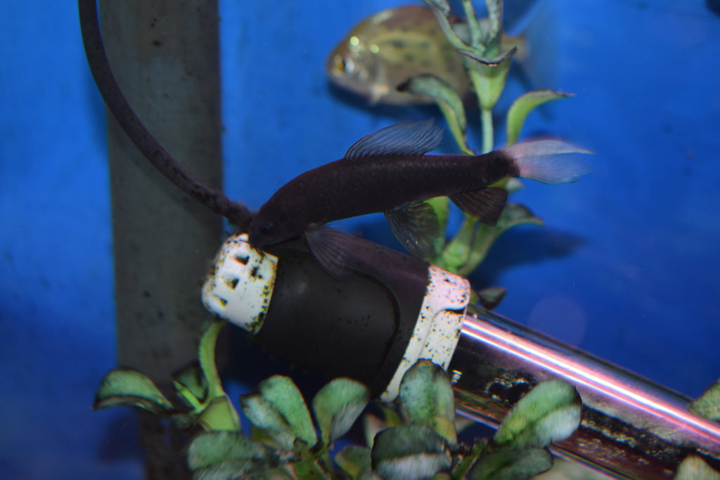 shark fish tank