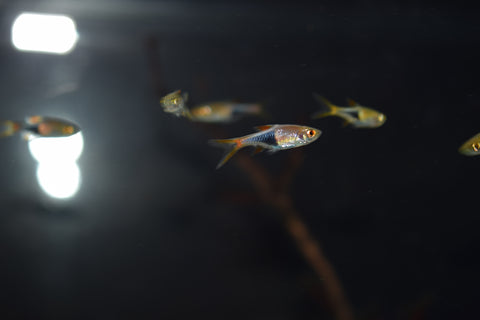 Harlequin Rasbora