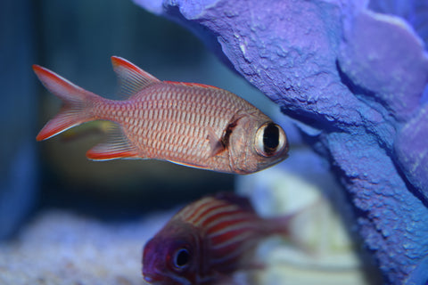Big Eye Squirrelfish