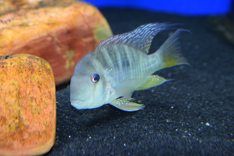 Convict Cichlid