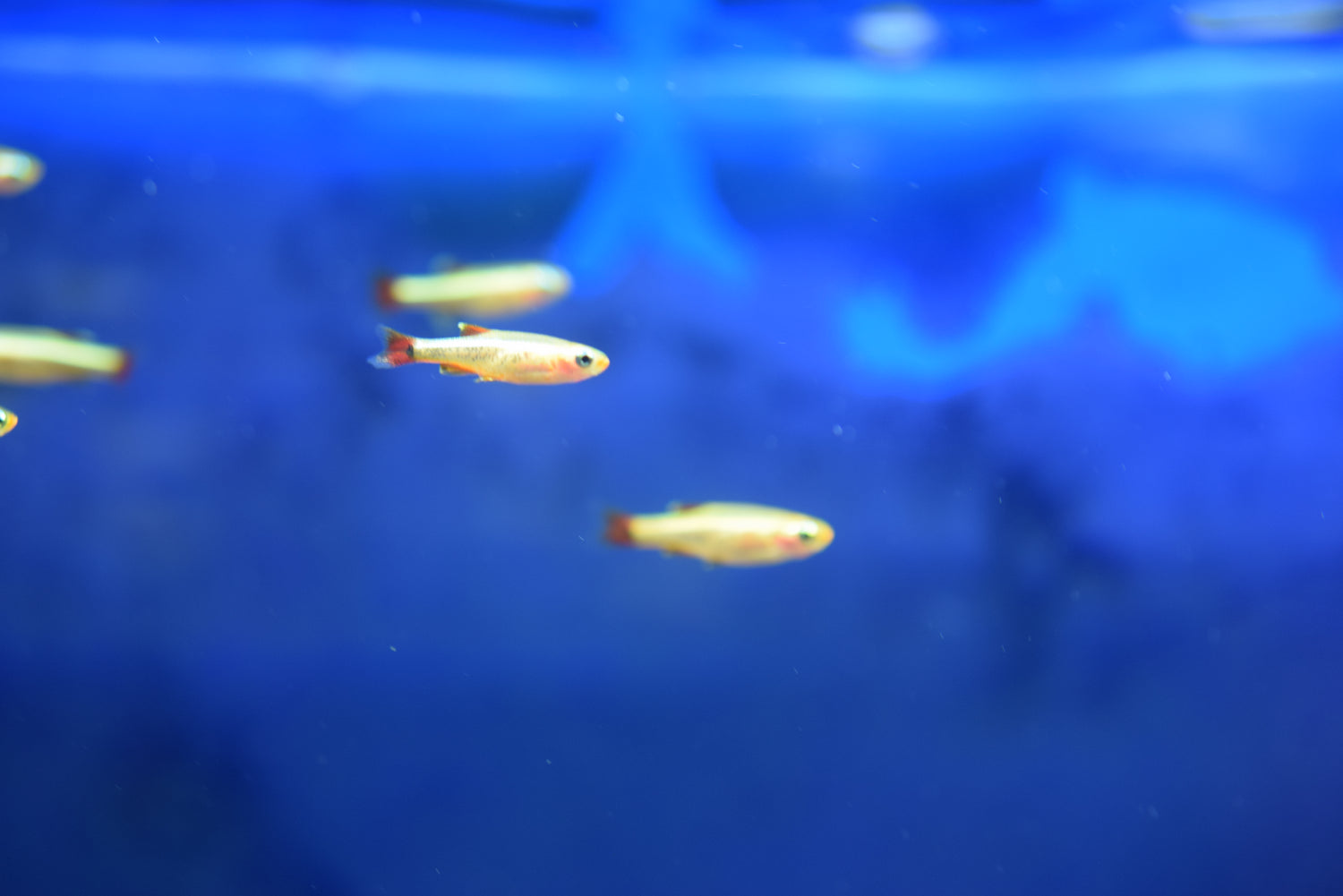 Fish Culod Gold White Cloud Minnow