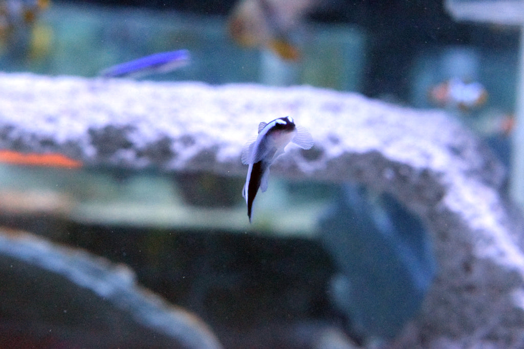 Blue Line Neon Goby (Aquacultured)