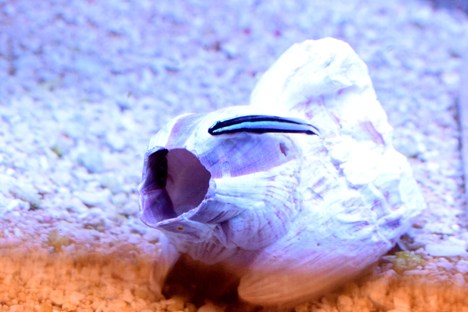 Blue Line Neon Goby (Aquacultured)