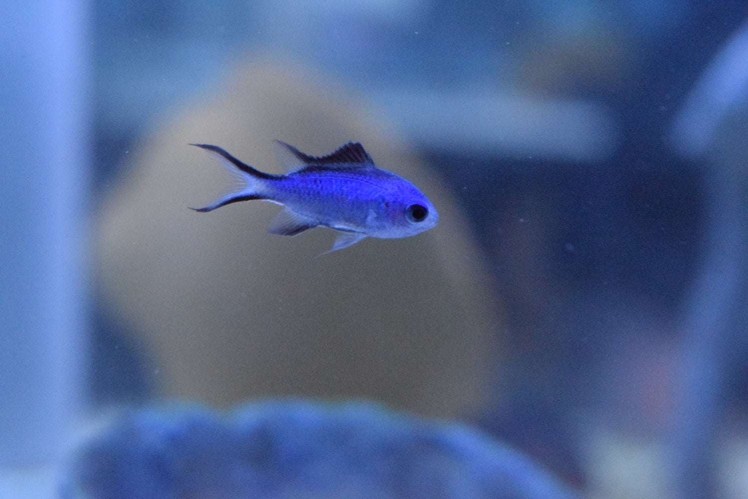 Slug Fish Blue Reef Chromis