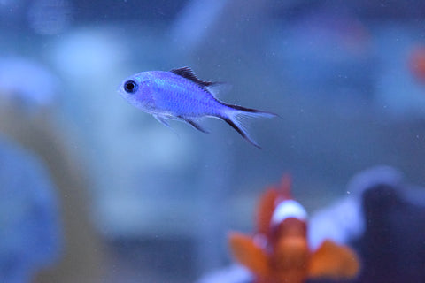 Blue Reef Chromis