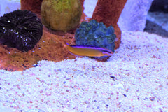 Dutoiti Pseudochromis