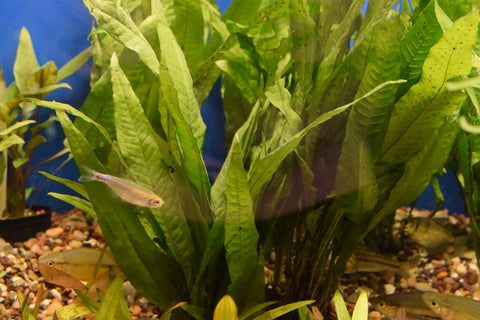 Java Fern