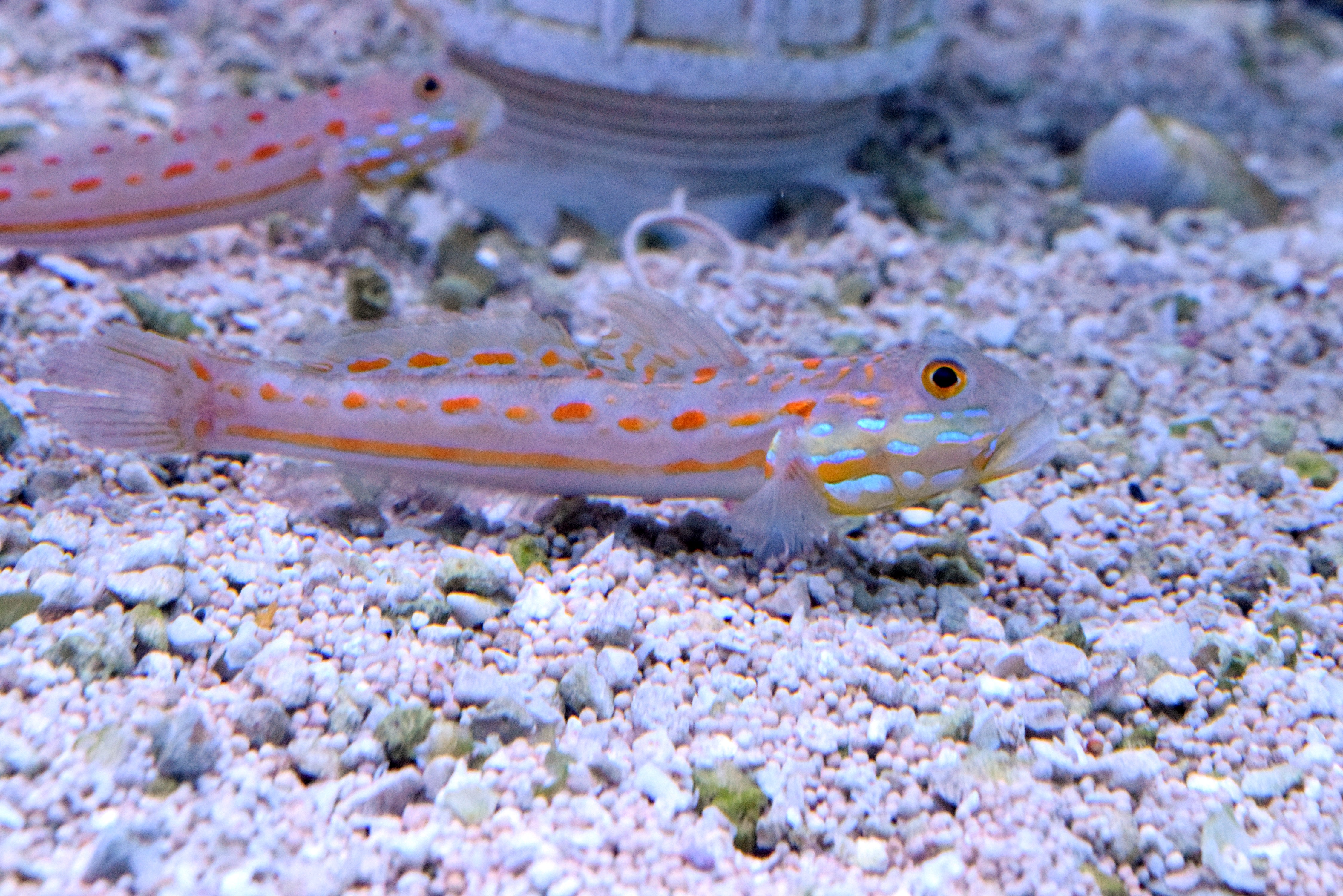 Diamond Sleeper Goby