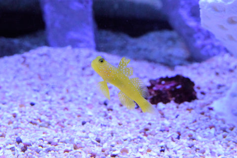 Yellow Watchman Goby