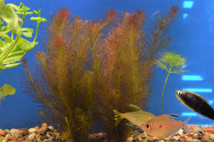 Rotala Wallichii