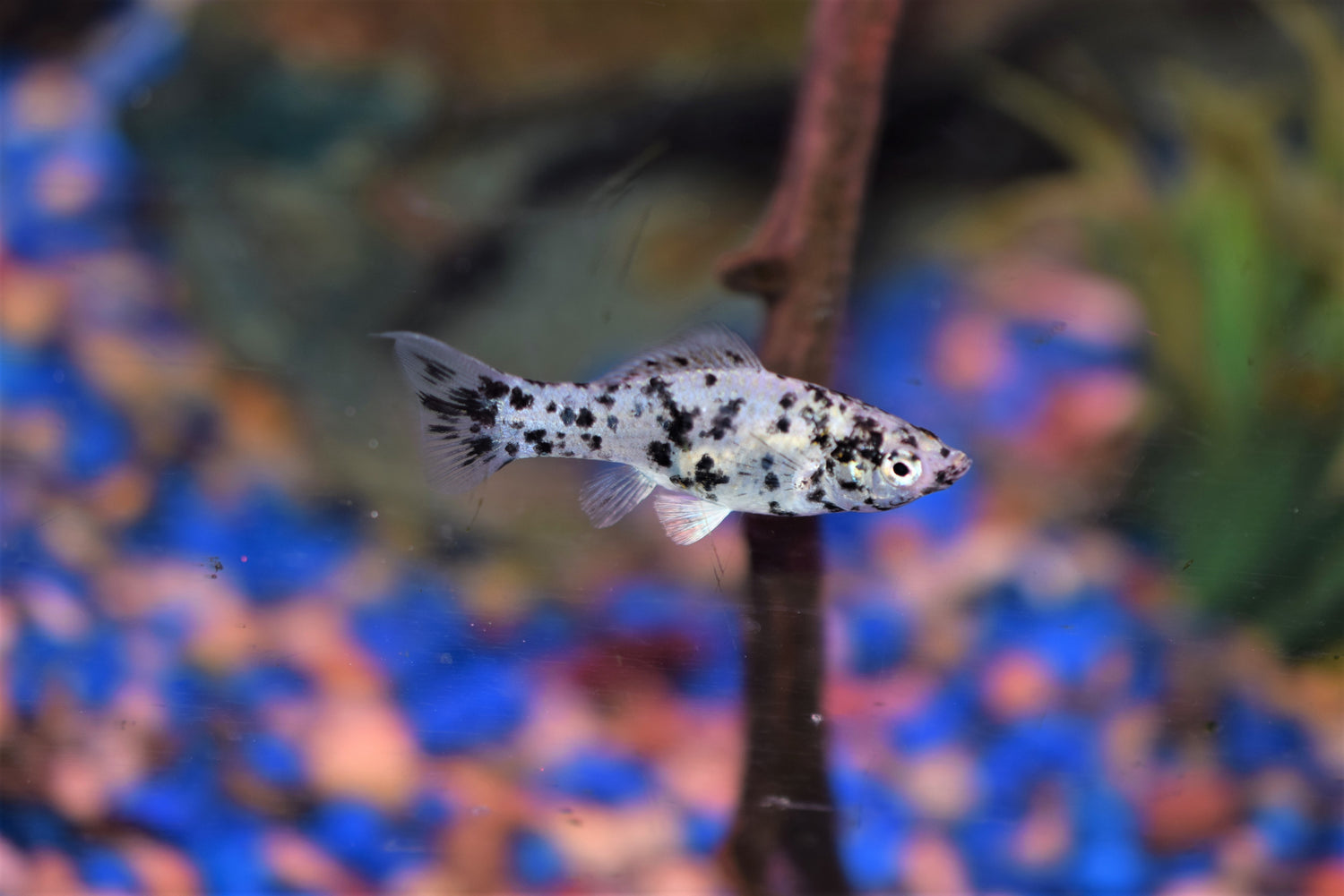 Dalmatian Lyretail Molly