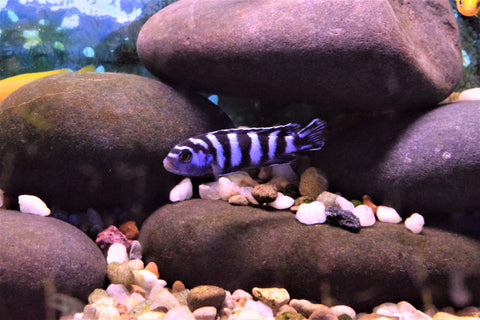 Pseudotropheus demasoni